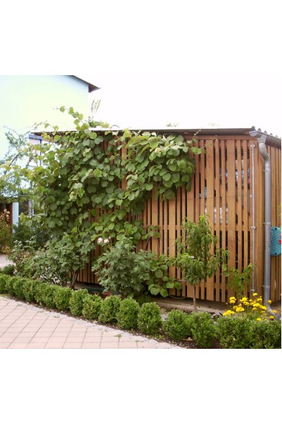 Актинідія делікатесна Голд на шпалері